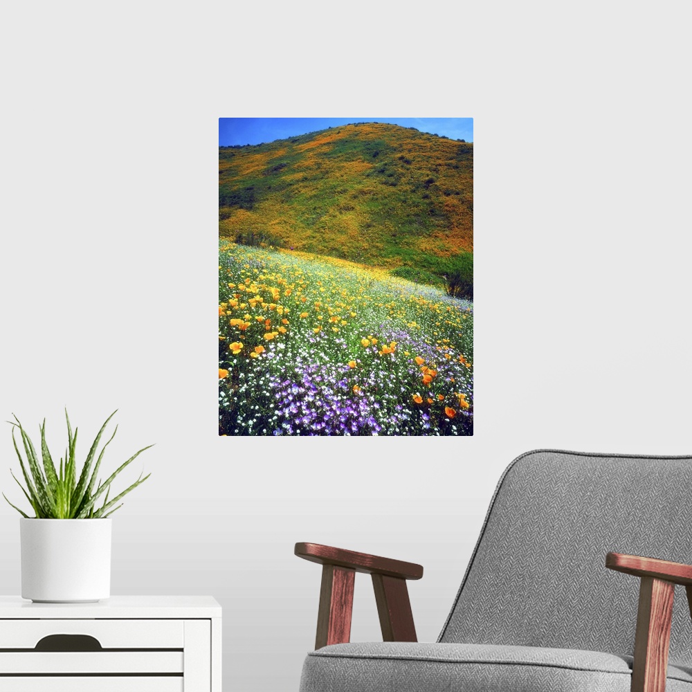 A modern room featuring USA, California, Lake Elsinore. Variety of wildflowers covering a hillside.