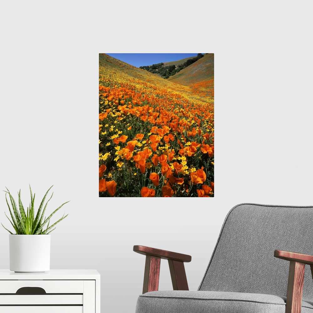A modern room featuring USA, California, Tehachapi Mountains, Goldfields and California Poppies.