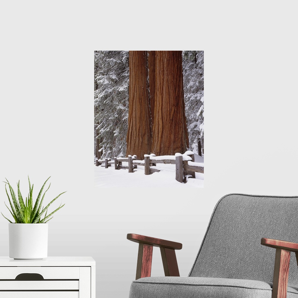 A modern room featuring USA, California, Winter, Three Sequoia Trees and Fence, Sequoia and Kings Canyon National Park.