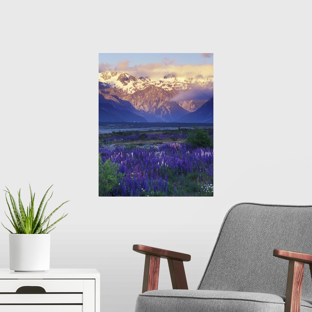 A modern room featuring New Zealand, South Island, Arthur's Pass National Park, Lupine and the Main Divide
