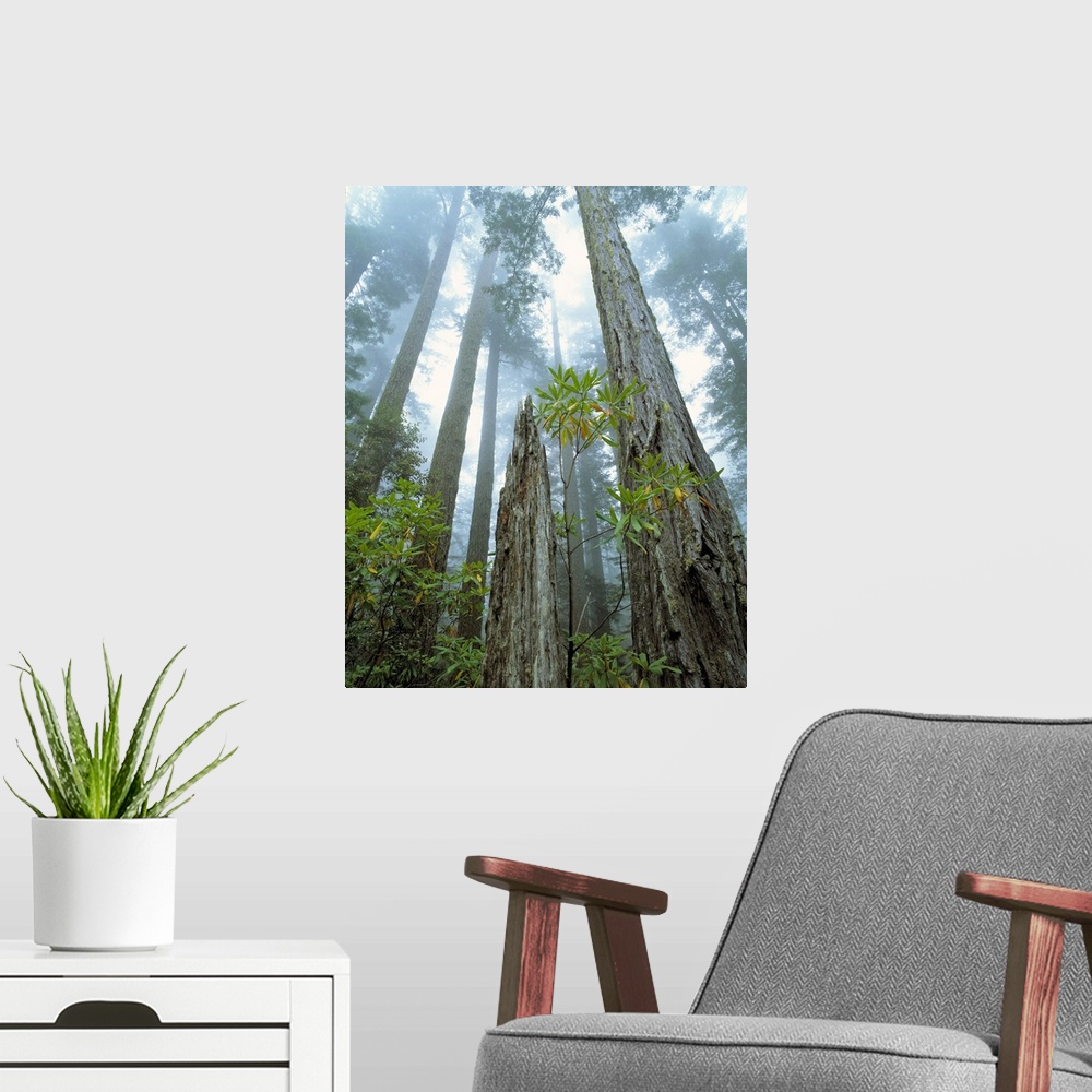 A modern room featuring USA, California, Redwood National Park. Redwood trees reach to the misty sky at Redwood National ...