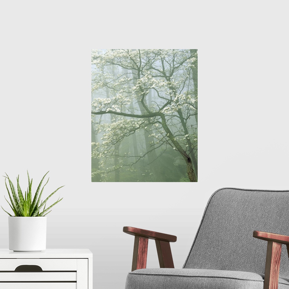 A modern room featuring USA, Virginia, Shenandoah National Park, Flowering Dogwood in foggy forest.