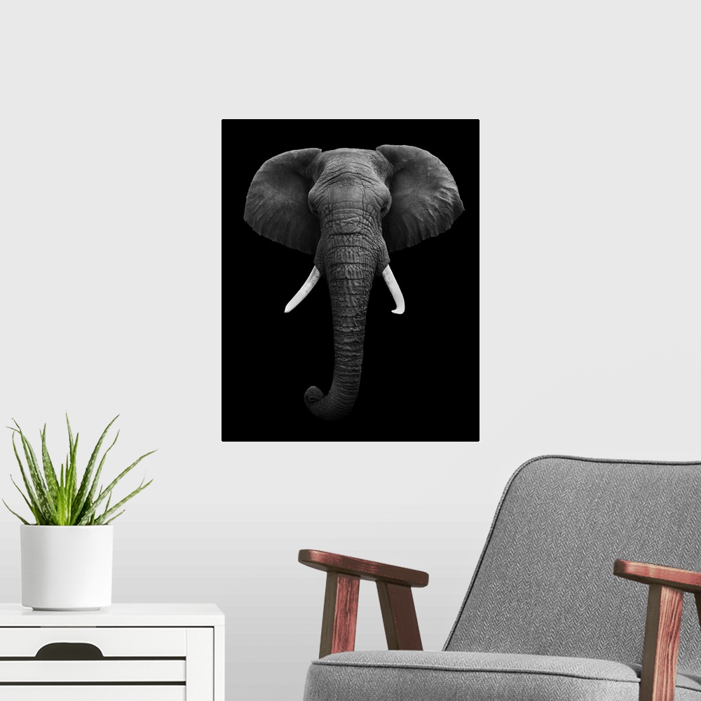A modern room featuring Black and white image of an elephant isolated on a black background.