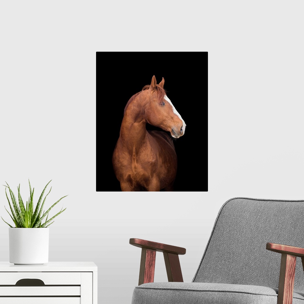 A modern room featuring Chestnut Arabian filly horse portrait isolated on black background.