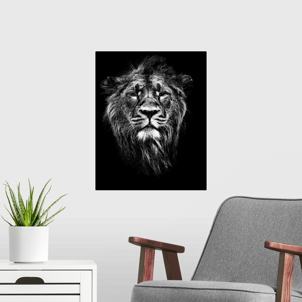 A modern room featuring Male Asiatic Lion