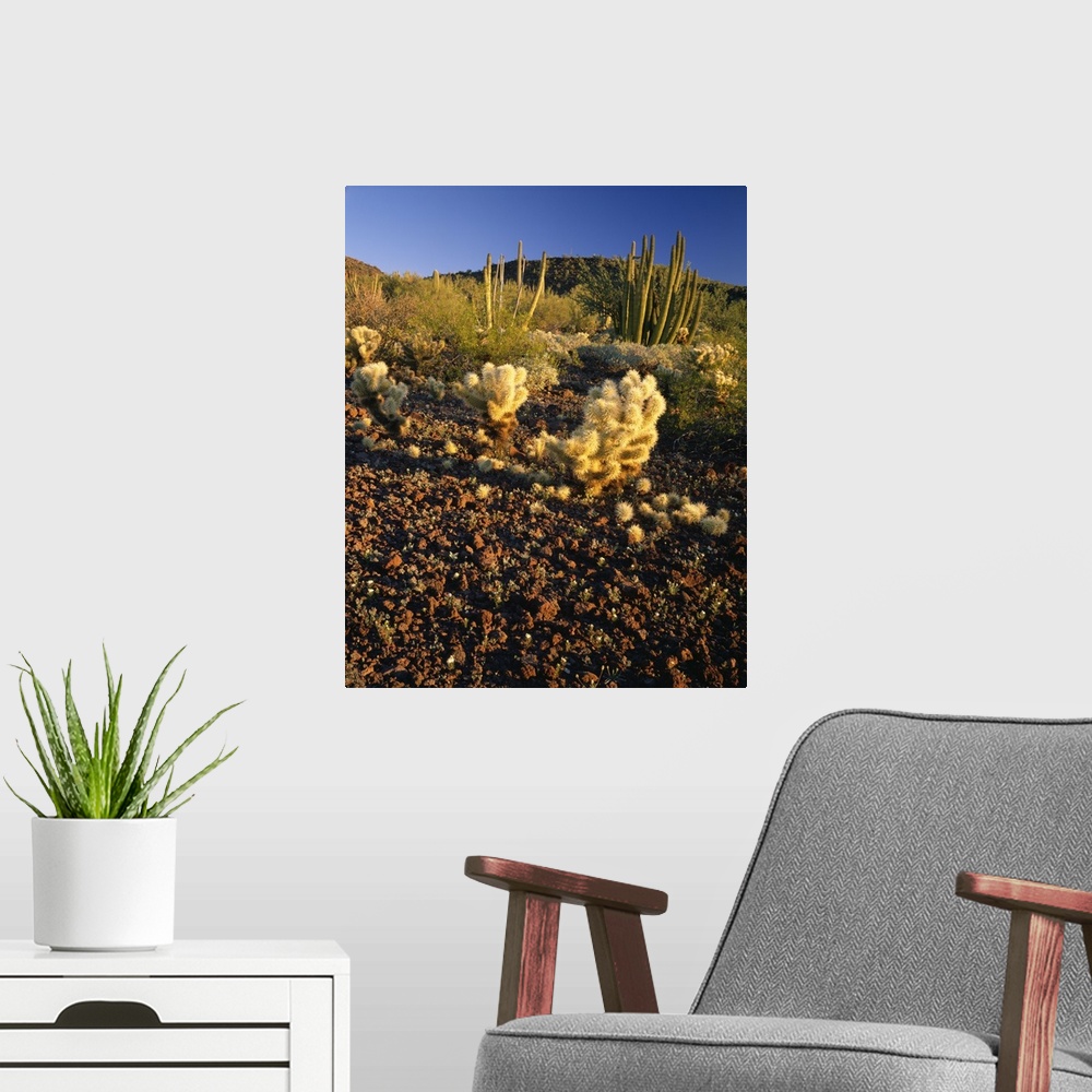 A modern room featuring United States, USA, Arizona, Organ Pipe Cactus National Monument, American Southwest, Teddy Bear ...