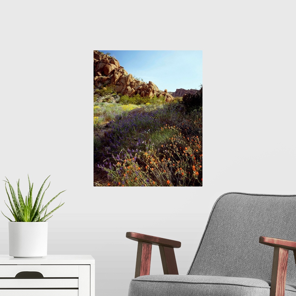 A modern room featuring United States, USA, California, Joshua Tree National Park, Mohave Desert, Desert wildflowers