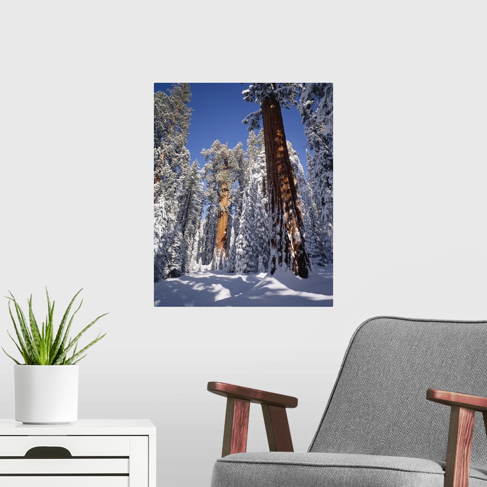 A modern room featuring United States, USA, California, Sequoia National Park, General Sherman tree in the back covered i...
