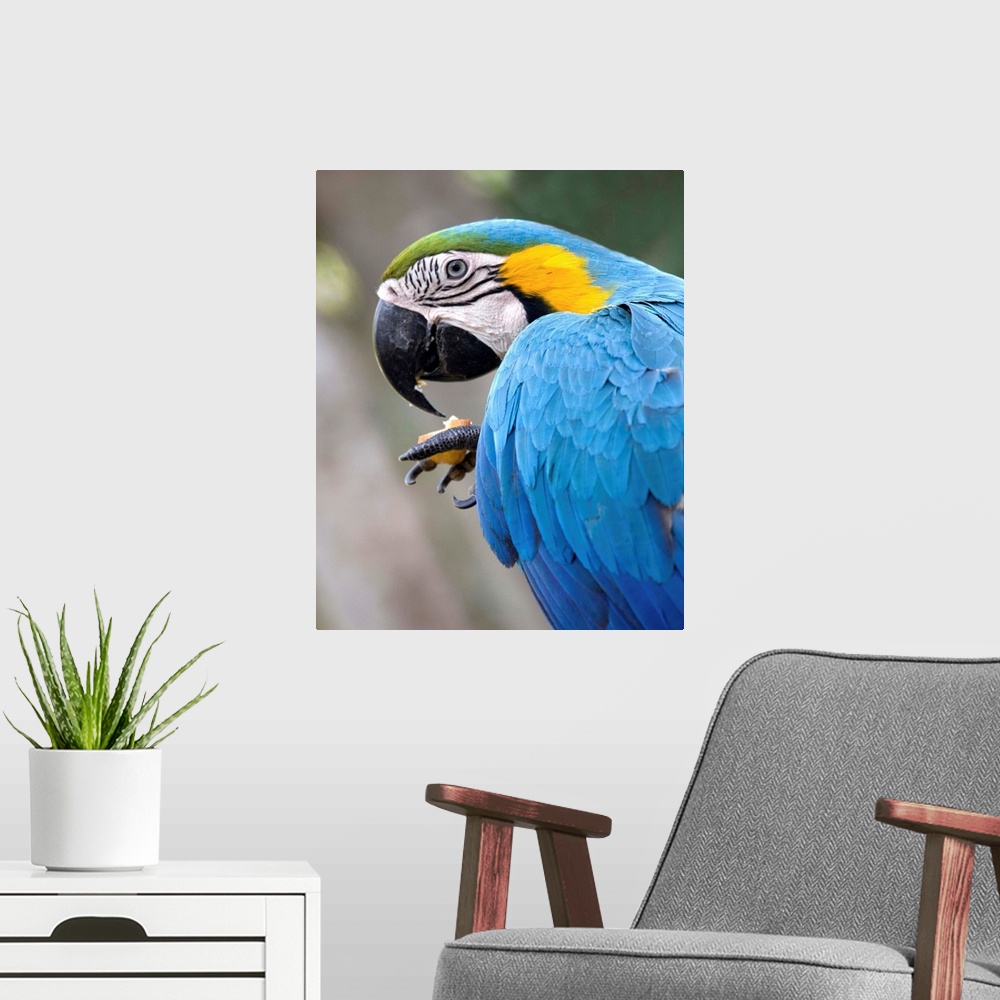 A modern room featuring Costa Rica, Tropics, Macaw