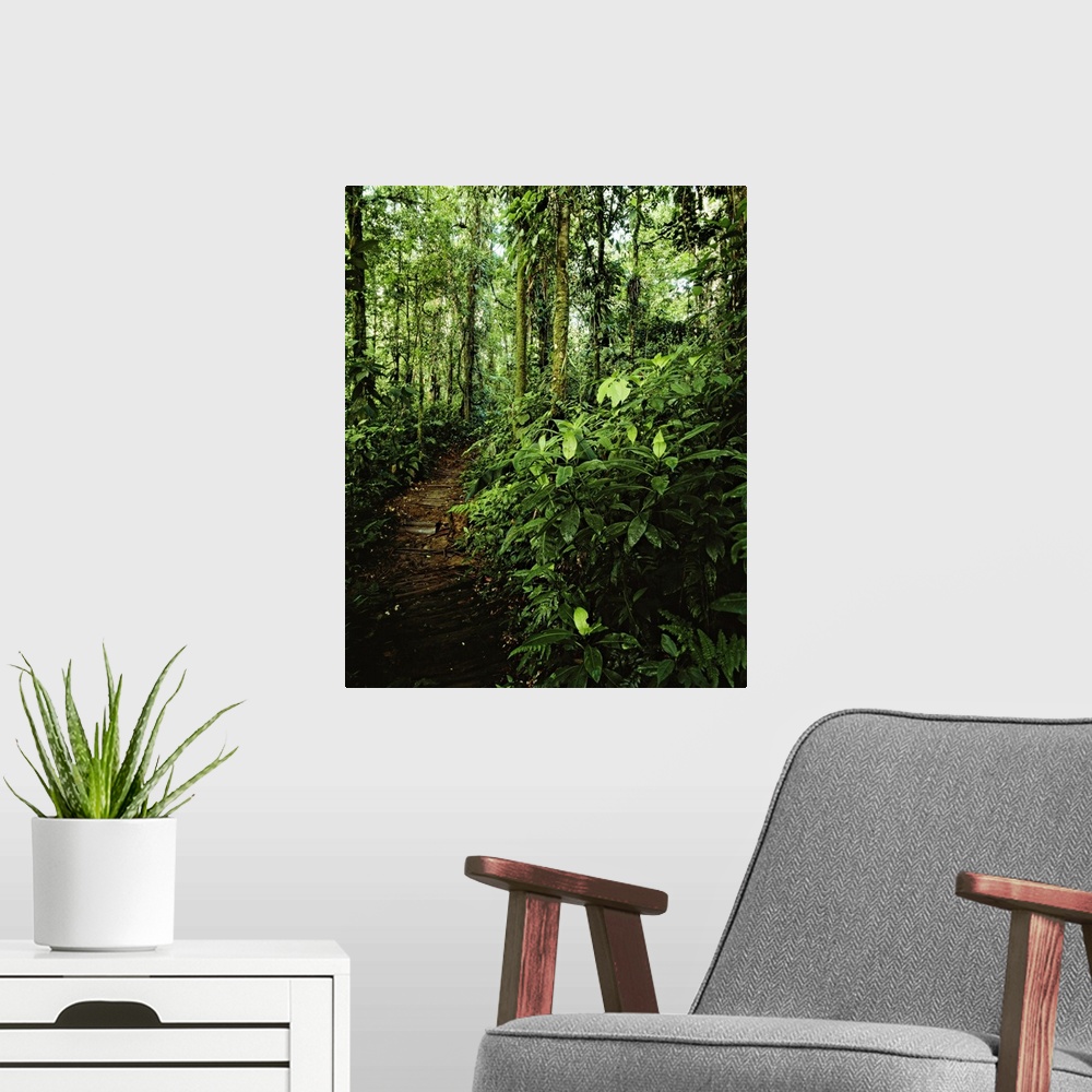 A modern room featuring Costa Rica, Caribbean, Caribs, Braulio Carrillo National Park, Travel Destination, Forest