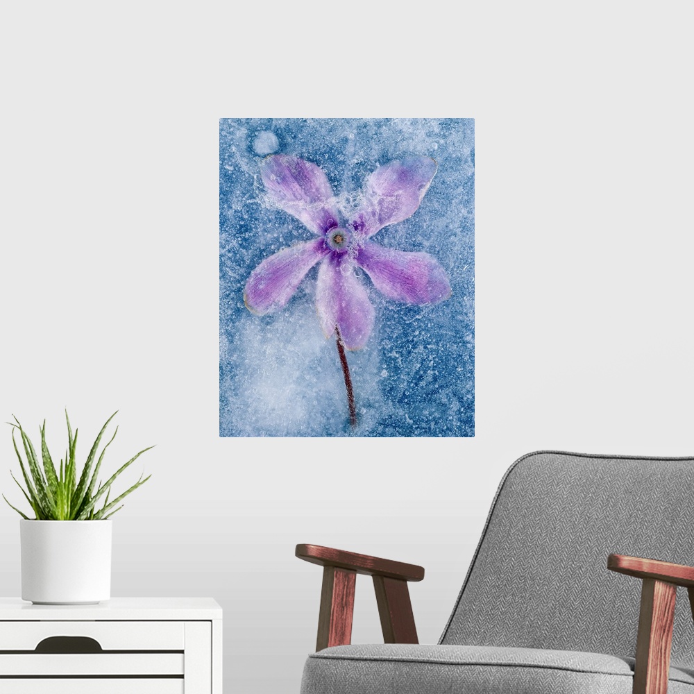 A modern room featuring Flower in ice