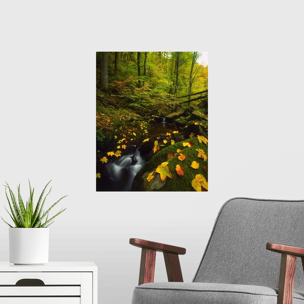 A modern room featuring Germany, Baden-Wurttemberg, Black Forest, Stream