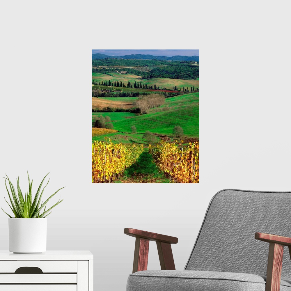 A modern room featuring Italy, Tuscany, Chianti, countryside, cypress tree