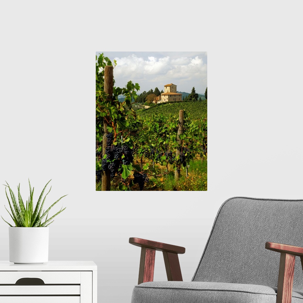 A modern room featuring Italy, Tuscany, Panzano, San Martino, grapes of Chianti wine