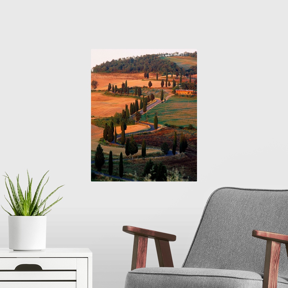 A modern room featuring Italy, Tuscany, tree lined road near Pienza