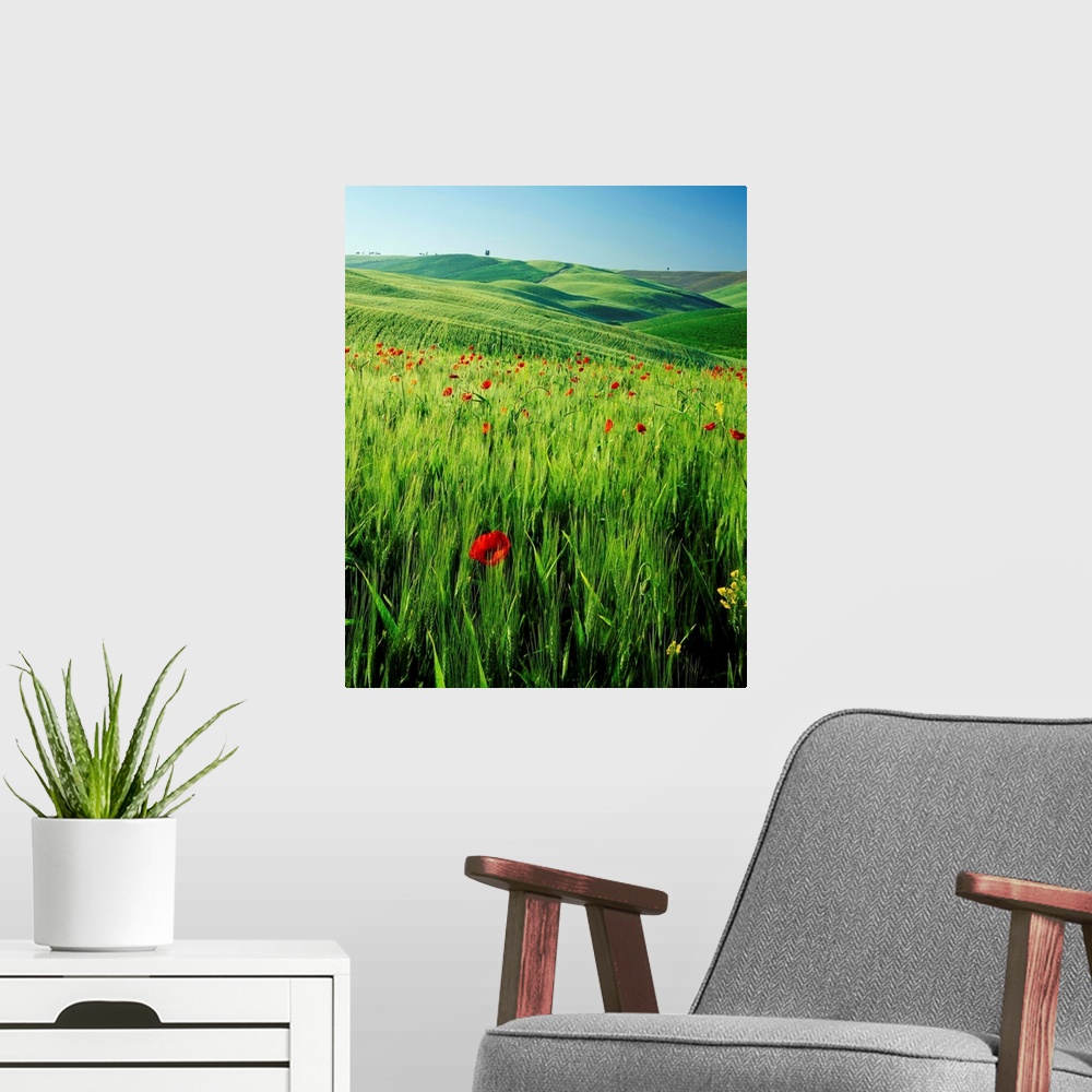 A modern room featuring Italy, Tuscany, Val d'Orcia, lush field with wild flowers and cypress tree
