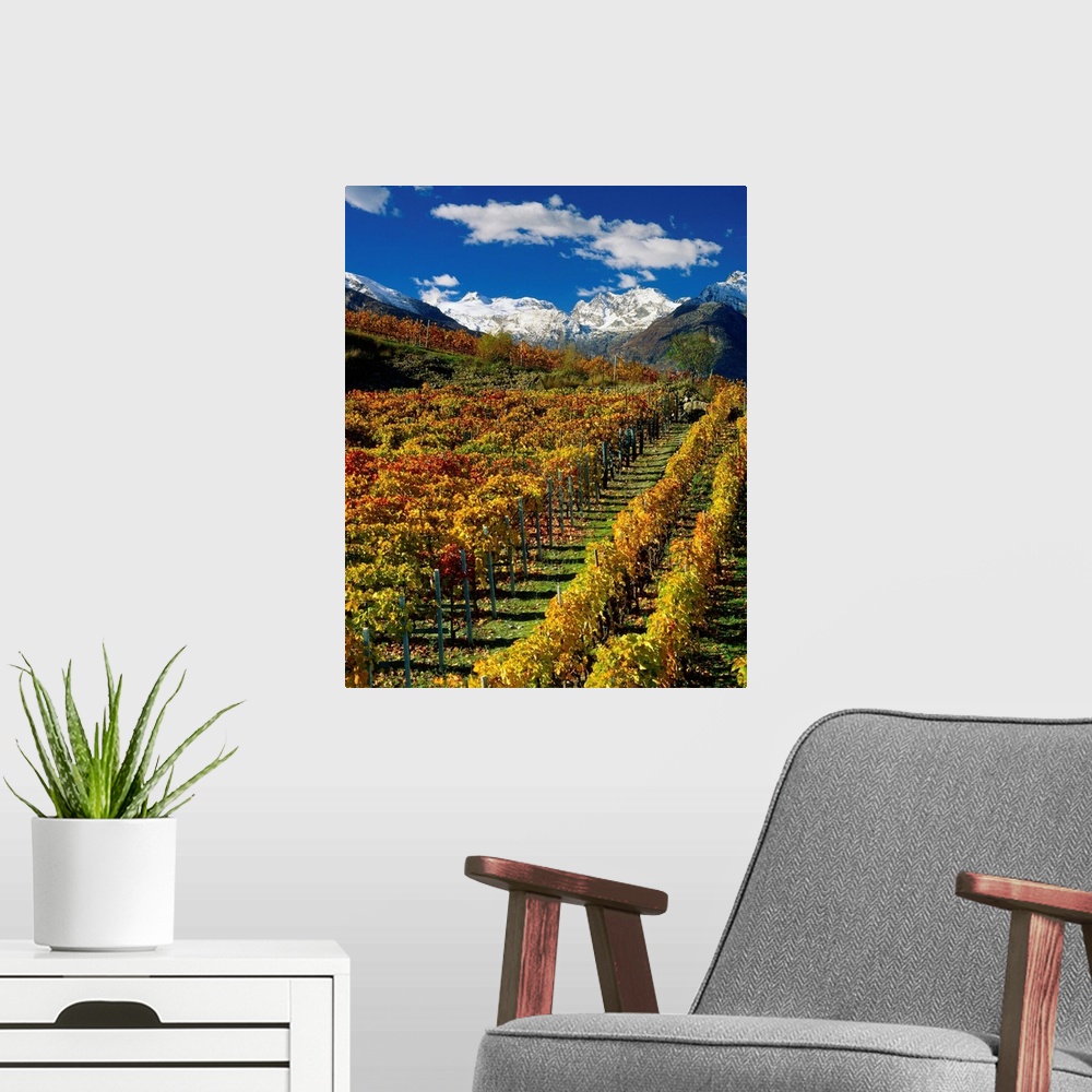A modern room featuring Italy, Valle d'Aosta, The vineyards near Aymavilles