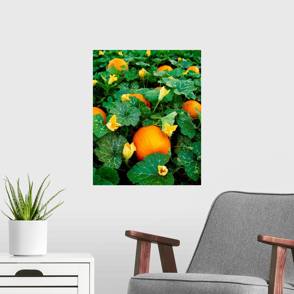A modern room featuring Pumpkin patch