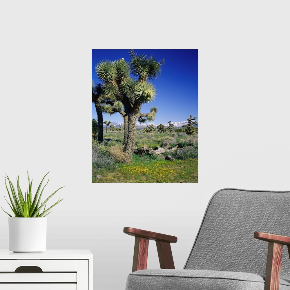A modern room featuring United States, California, Joshua Tree NP, Mojave Desert, Joshua tree
