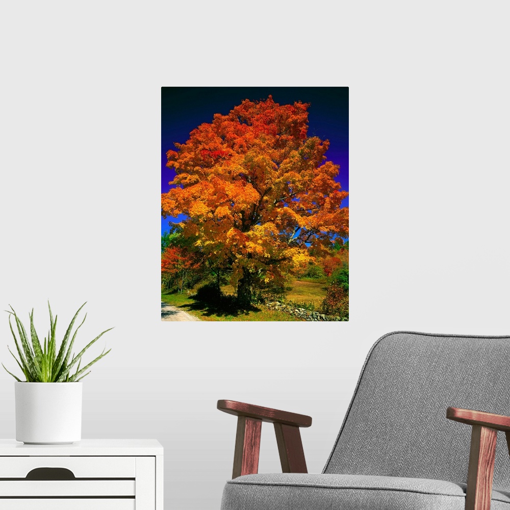 A modern room featuring United States, Vermont, Sugar maple (Acer saccharum)