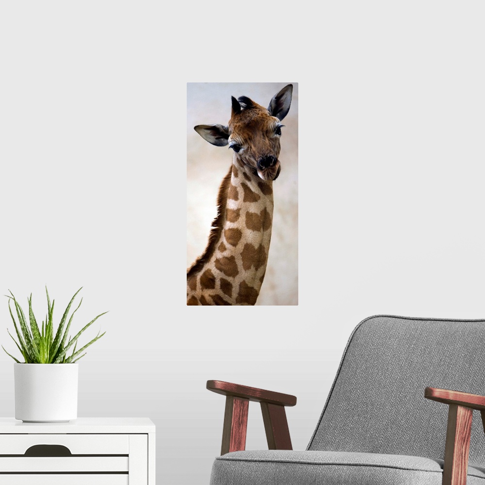 A modern room featuring A Baby Giraffe