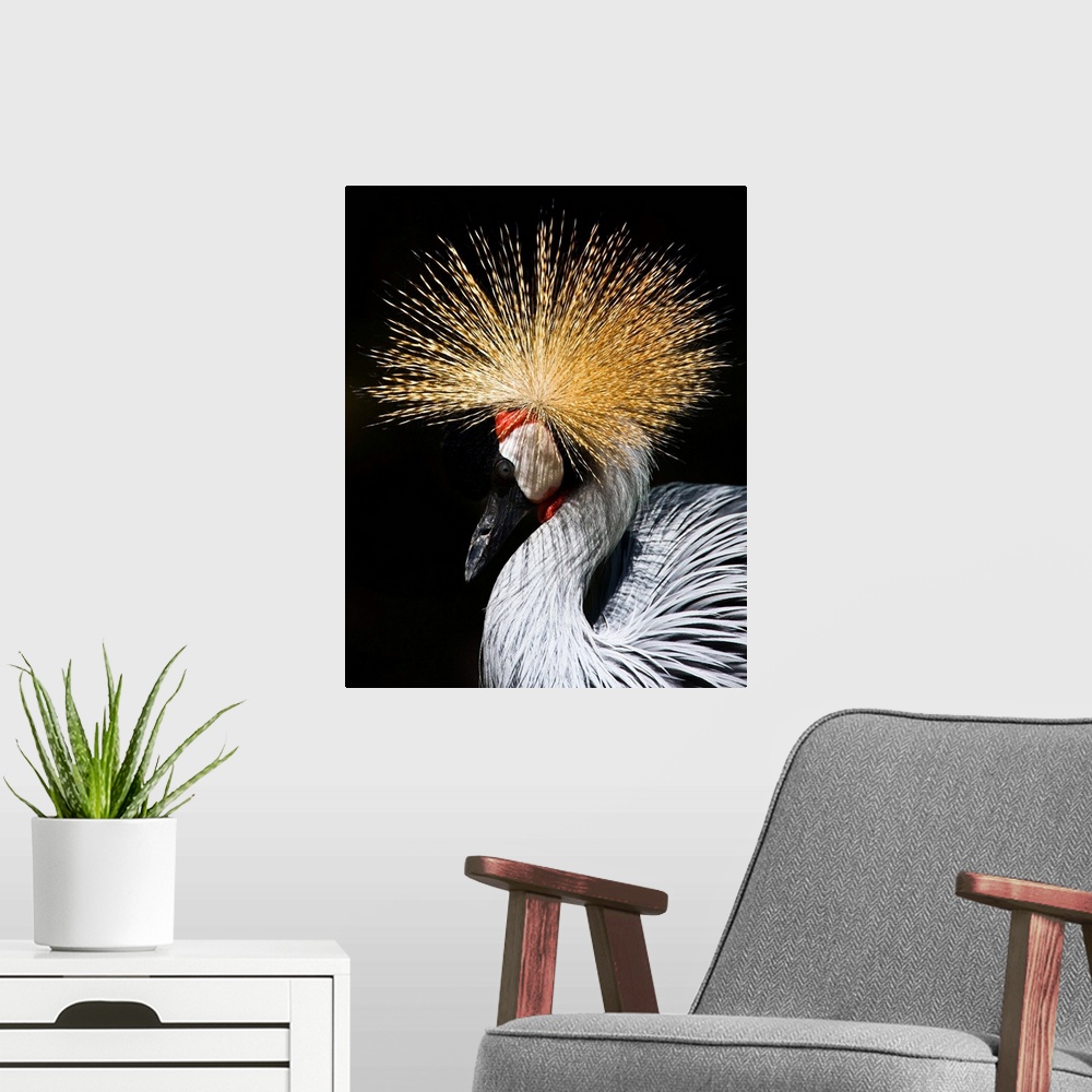 A modern room featuring A West African Crowned Crane