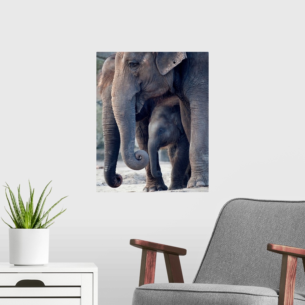 A modern room featuring Asian Elephants With Their Baby Standing In Their Zoo Enclosure