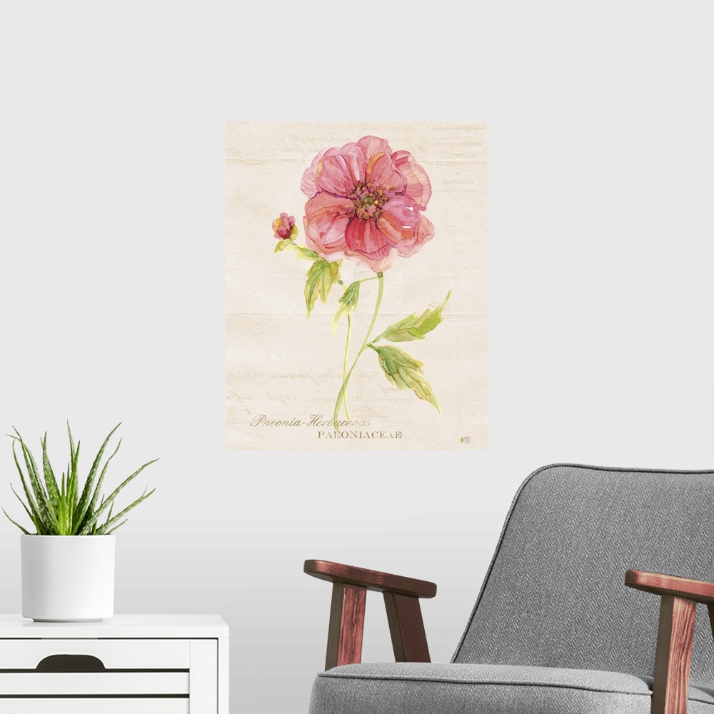 A modern room featuring Watercolor painting of a peony on a neutral colored background with faint text and its scientific...