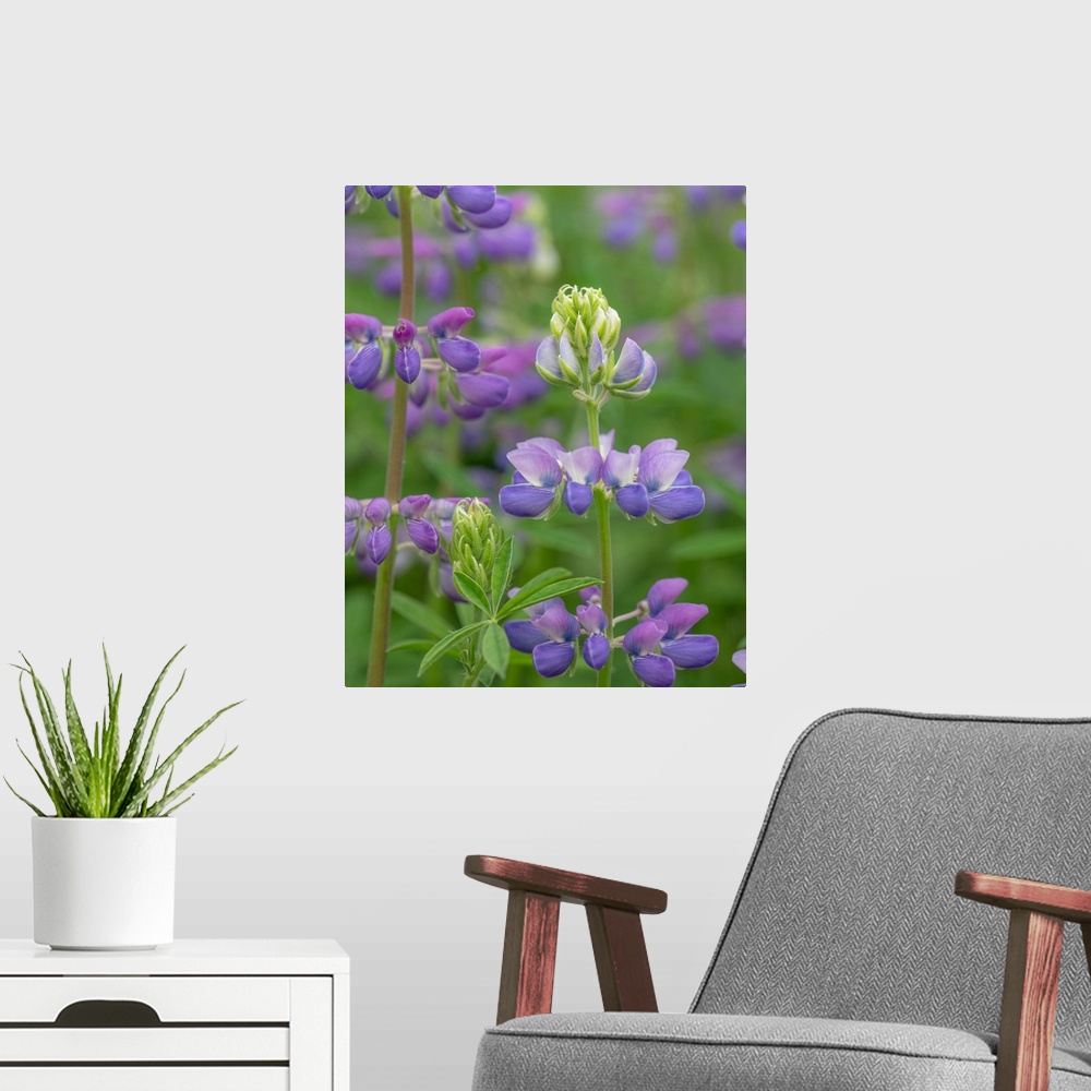 A modern room featuring Lupine blossoms - Washington, Beacon Rock State Park.