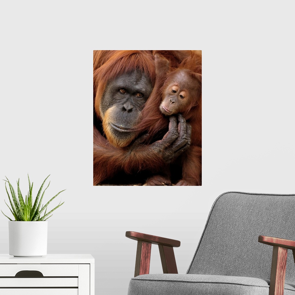 A modern room featuring A mother and baby orangutan share a hug.