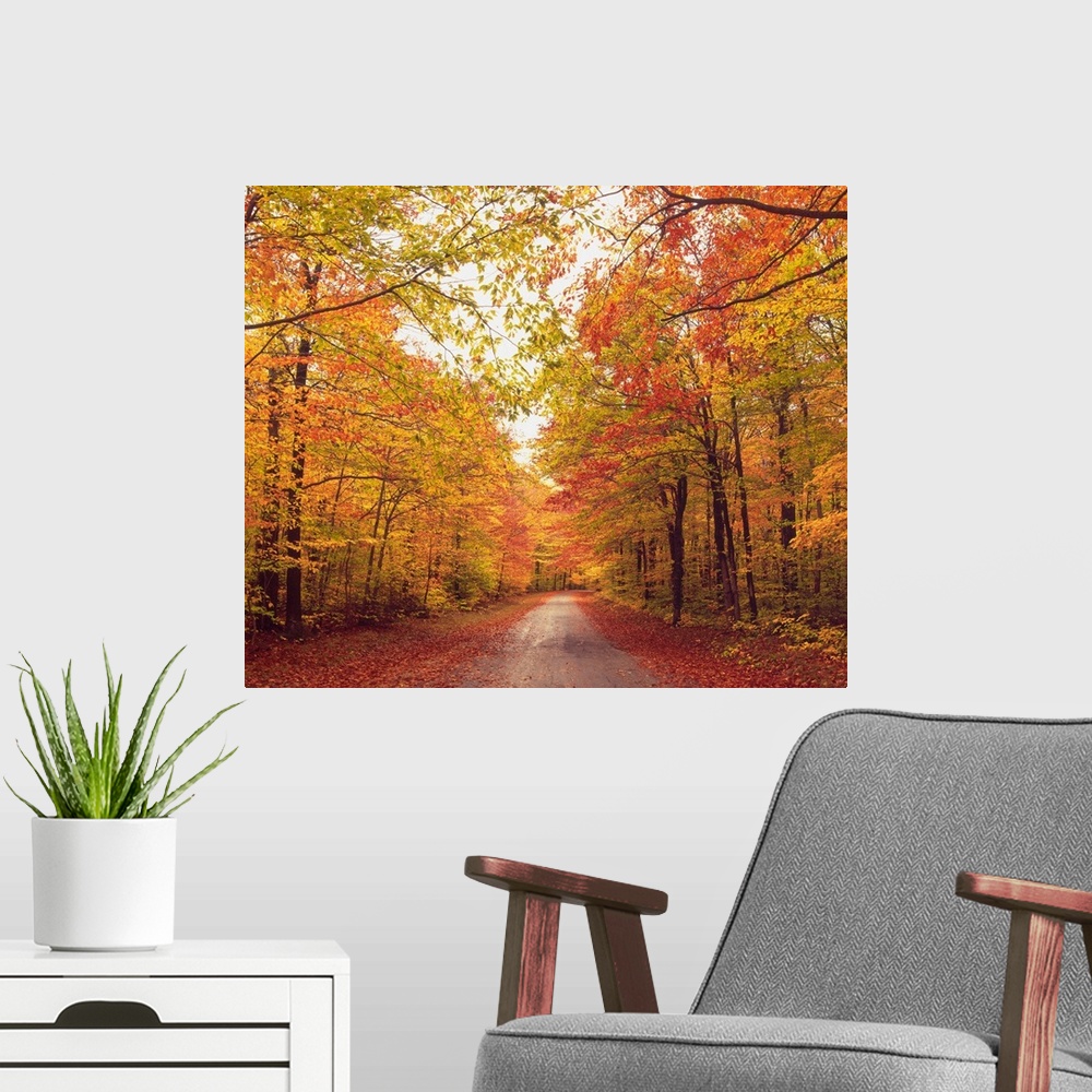 A modern room featuring Autumn Trees Over Dirt Path In Forest