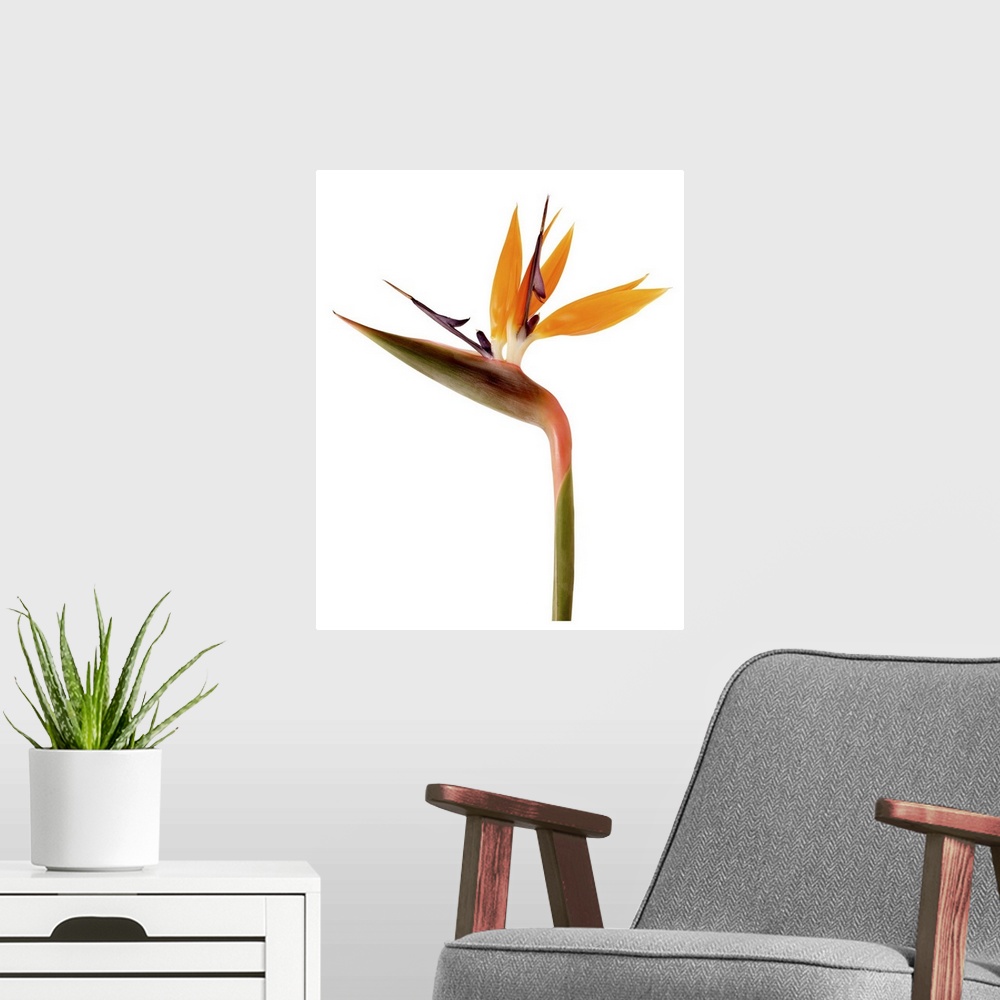 A modern room featuring Bird of Paradise