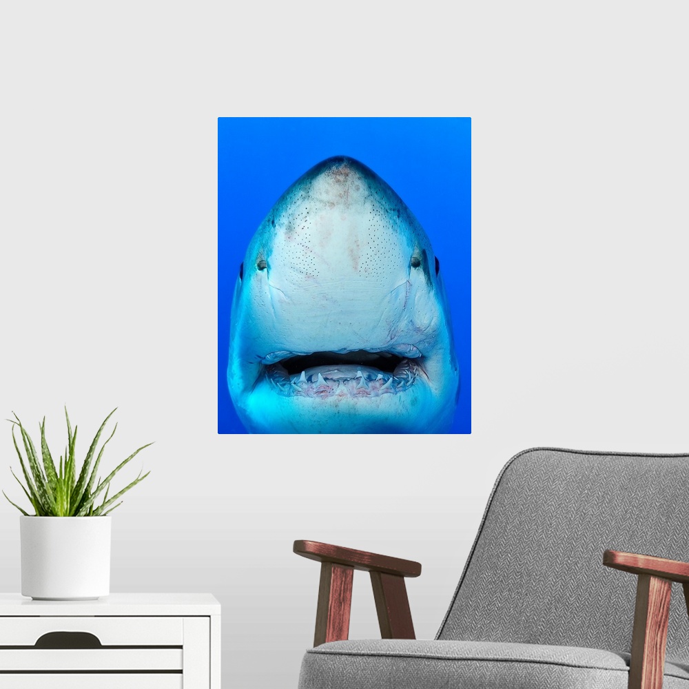 A modern room featuring Close up of shark.