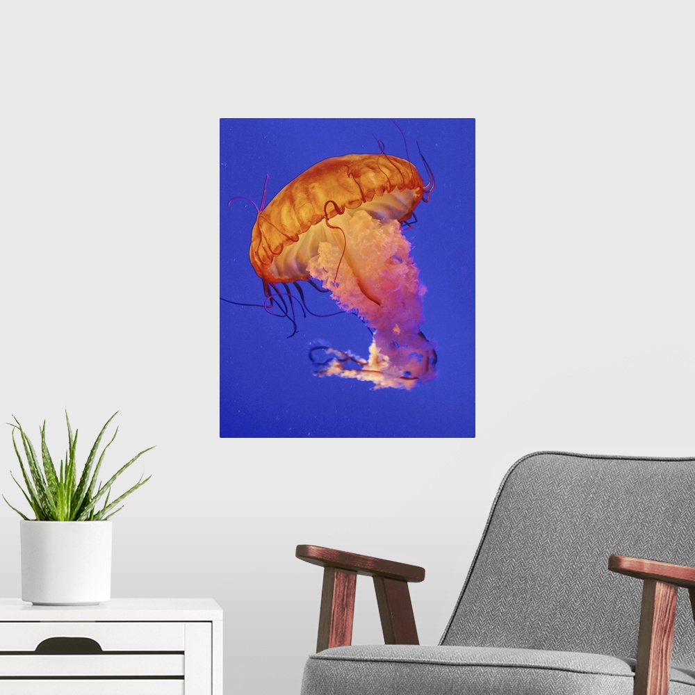 A modern room featuring Jelly fish.