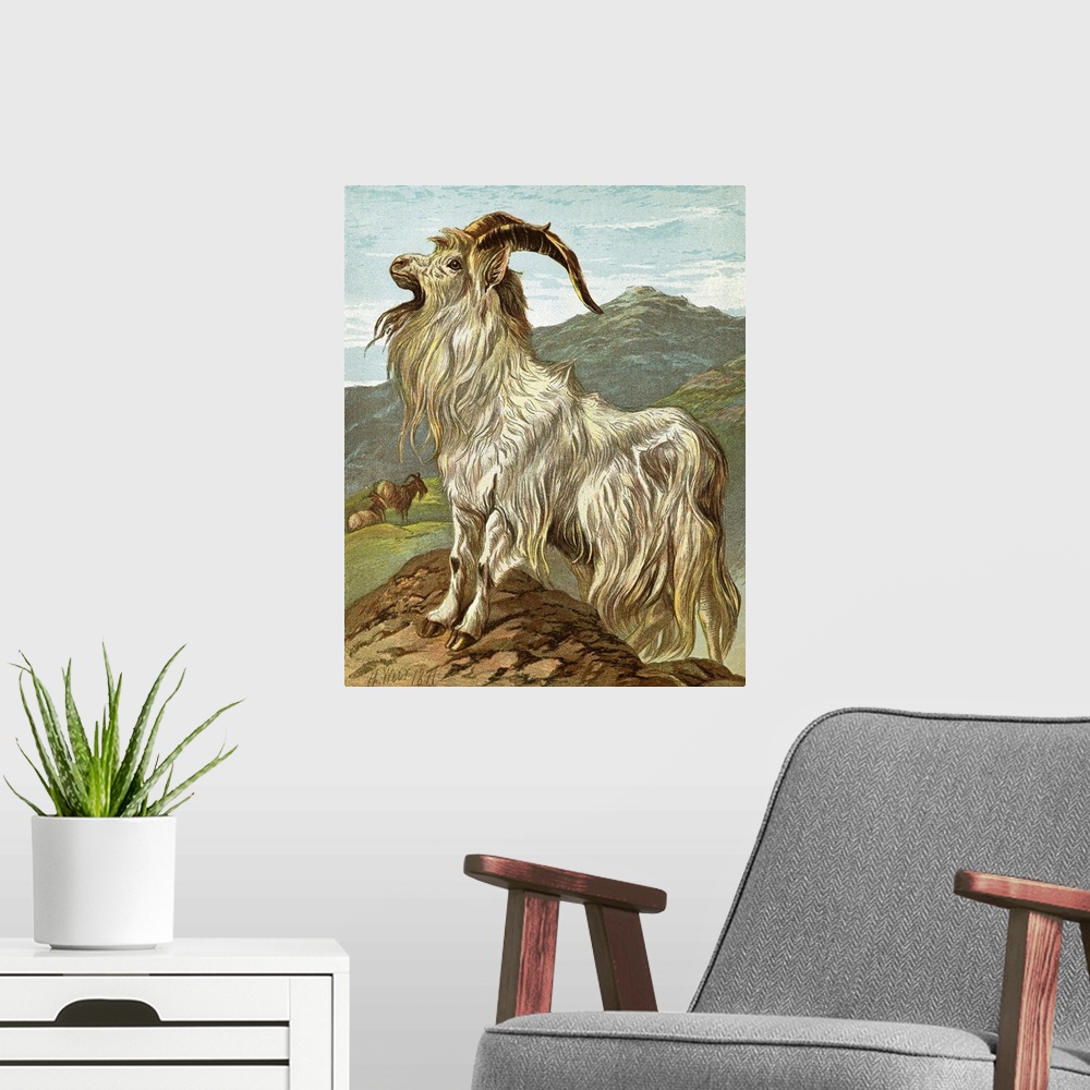 A modern room featuring Lithograph of a mountain goat by H. Weir, dated 1871.