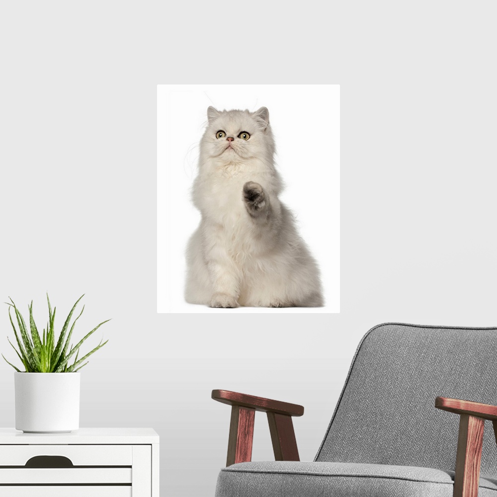 A modern room featuring Persian cat sitting