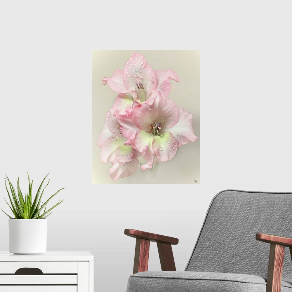A modern room featuring Pink Gladiola with rain drops on light creamy grey background.