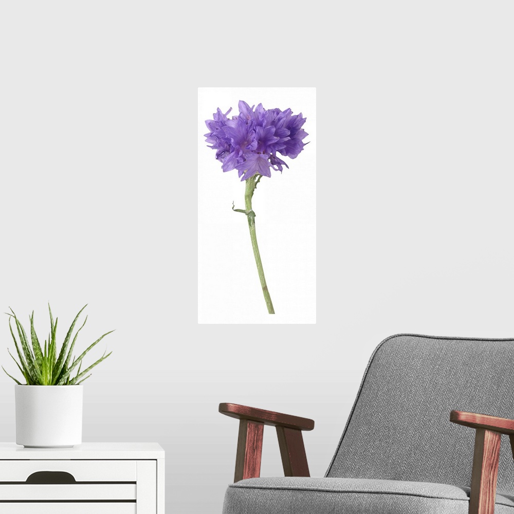 A modern room featuring Purple corn flower