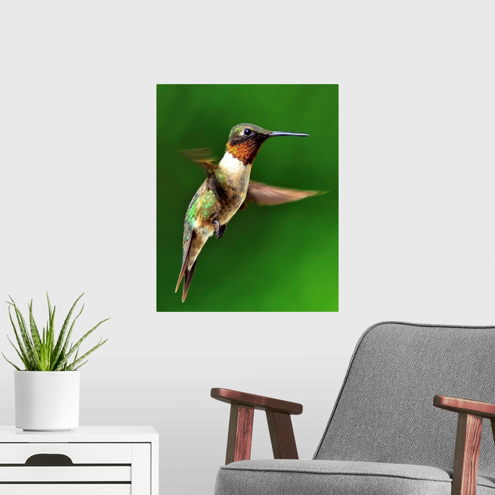 A modern room featuring Ruby throated hummingbird in mid-air against green forest background.