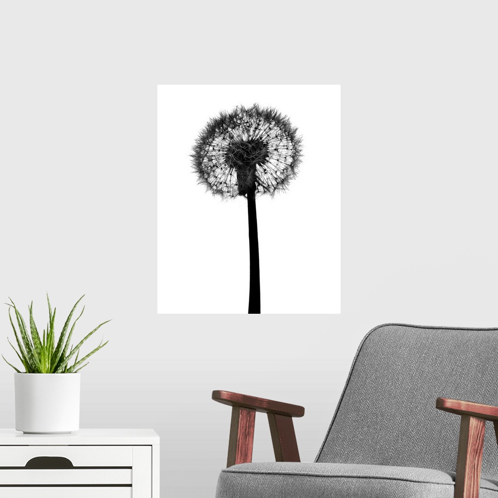 A modern room featuring Silhouette of dandelion