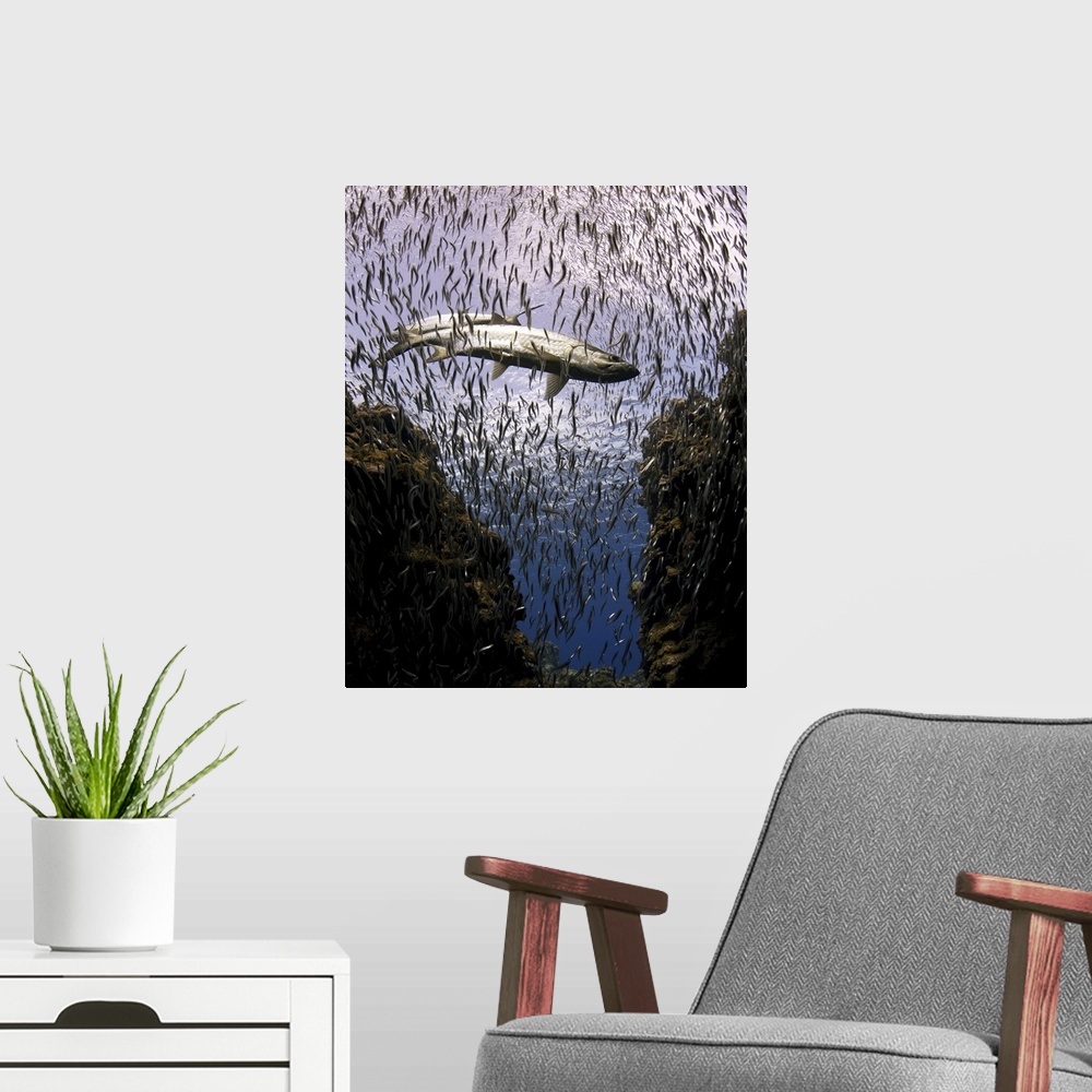 A modern room featuring Tarpons in paradise of small fish underwater.