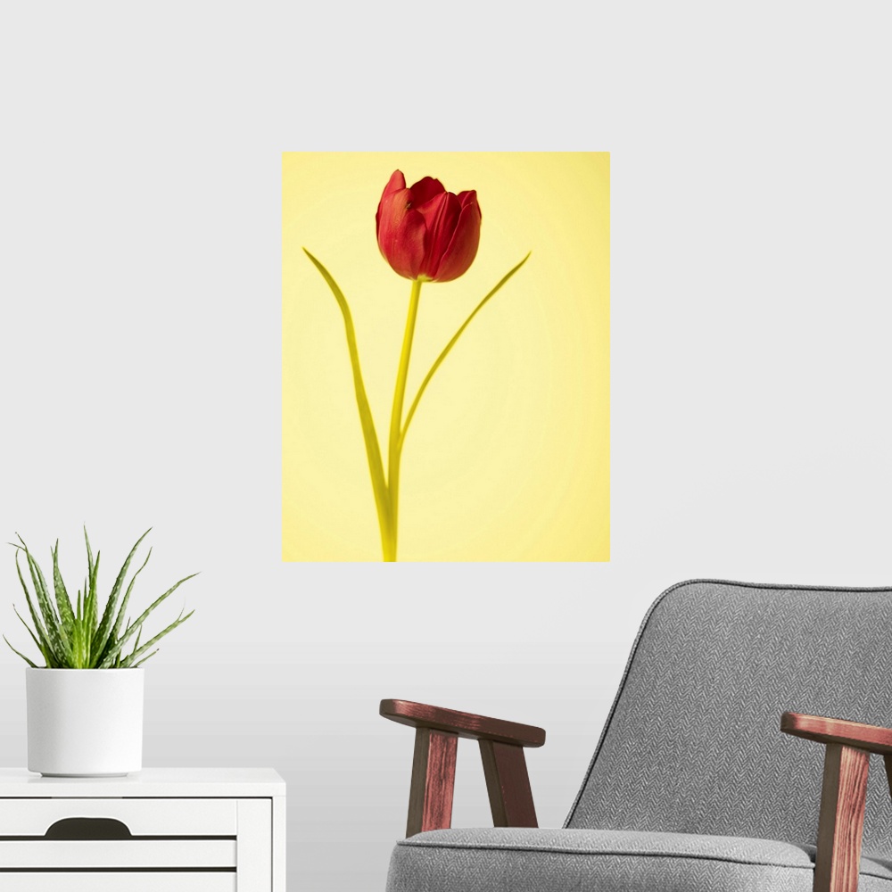 A modern room featuring Tulip