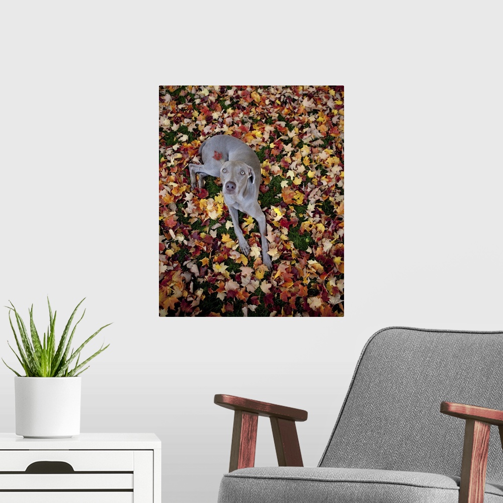 A modern room featuring Weimaraner resting on a bed of leaves, centerfold style, with one leaf stuck to his back as he lo...