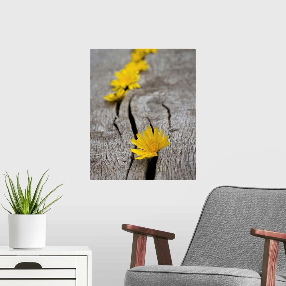 A modern room featuring Yellow dandelion heads all lined up in cracks on wooden bench.