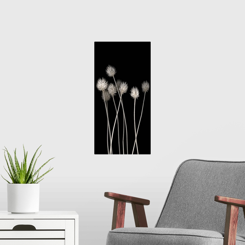 A modern room featuring Long vertical photograph of dried flowers.