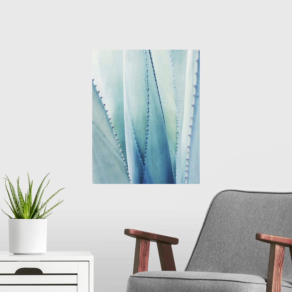 A modern room featuring Close up photography of a pale blue agave plant.