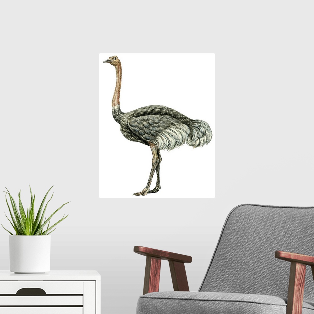 A modern room featuring Educational illustration of the ostrich.
