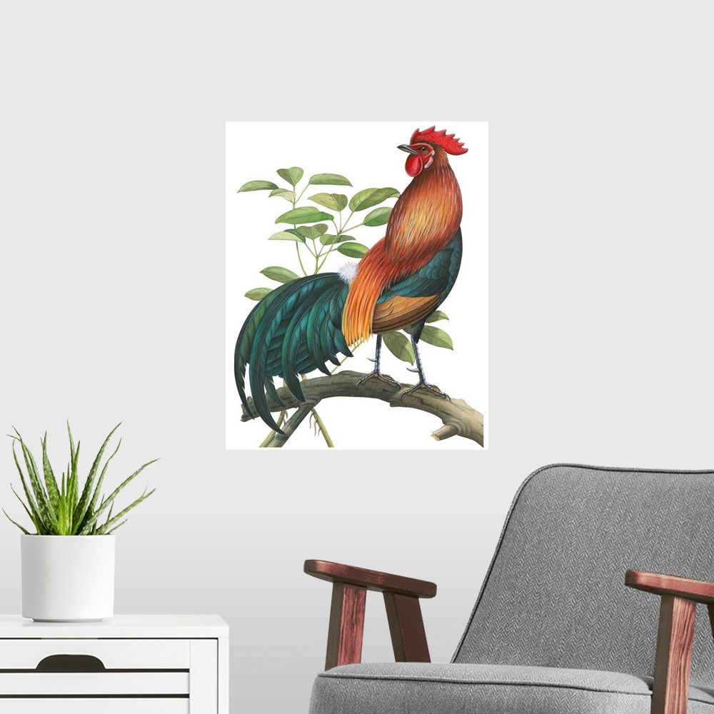 A modern room featuring Educational illustration of the red jungle fowl.