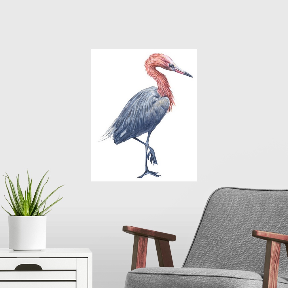 A modern room featuring Educational illustration of the reddish egret.