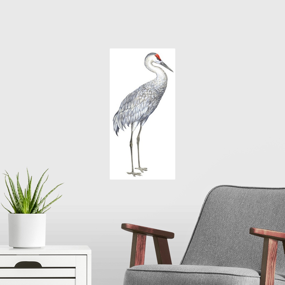 A modern room featuring Educational illustration of the sandhill crane.